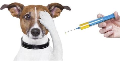 köpeklerde kuduz aşısının yan etkileri nelerdir